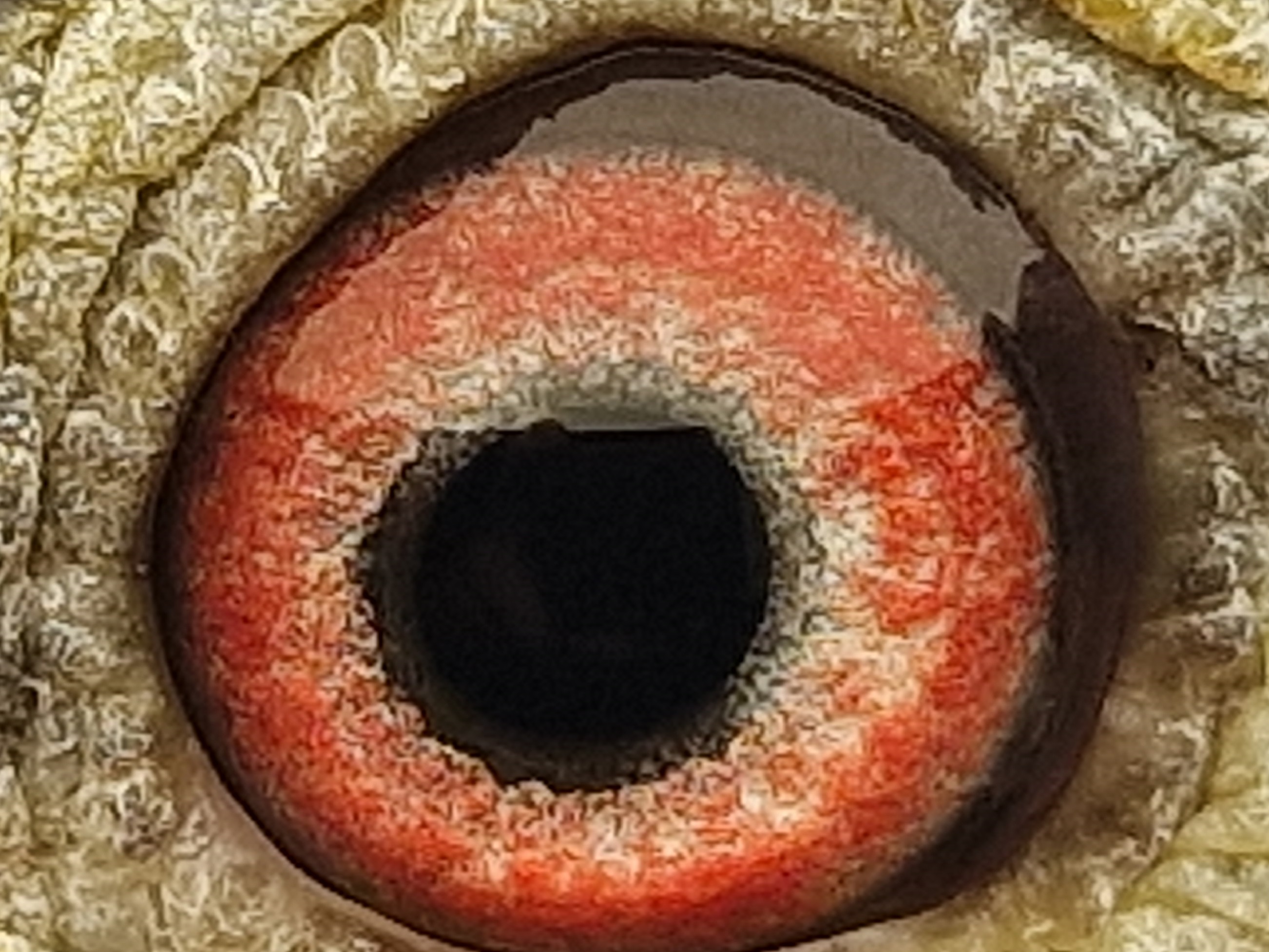Pigeon eye